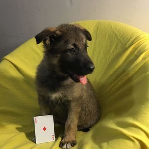 Meet your Posher, Calvin